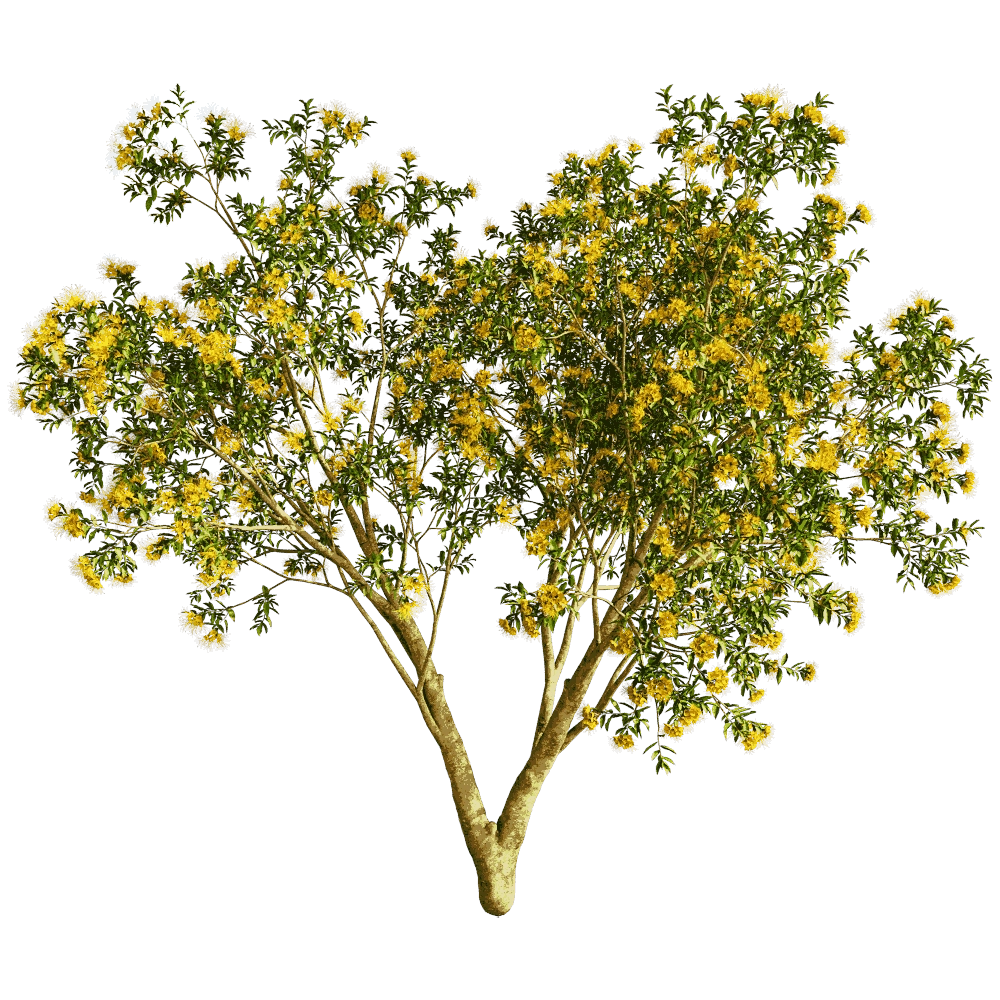 decoration – Xanthostemon Chrysanthus 01 02 3D Model