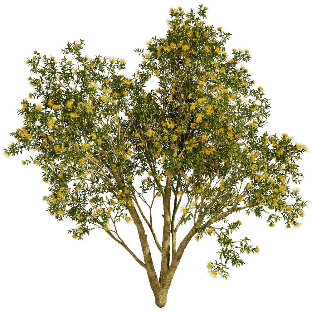decoration – Xanthostemon Chrysanthus 01 03 3D Model
