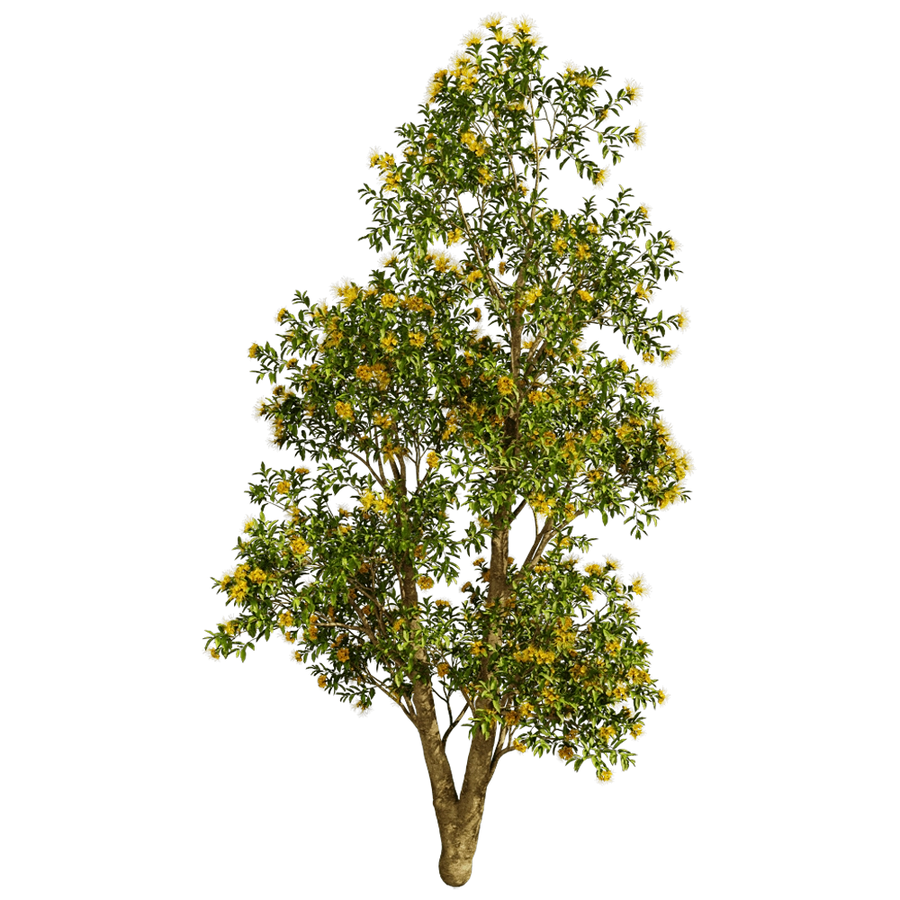 decoration – Xanthostemon Chrysanthus 01 04 3D Model
