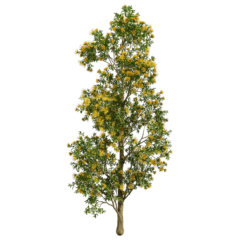 decoration – Xanthostemon Chrysanthus 01 05 3D Model