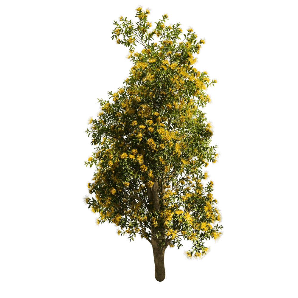 decoration – Xanthostemon Chrysanthus 01 06 3D Model