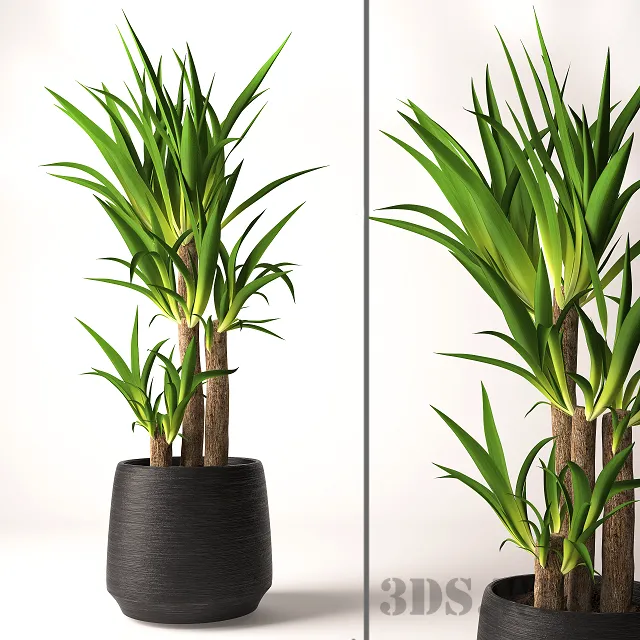 decoration – Yucca plant in a pot 3D Model