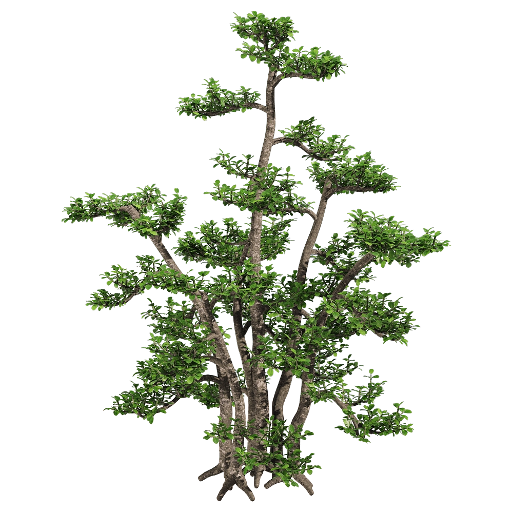 decoration – Zanthoxylum piperitum 1 3D Model decoration – Zanthoxylum piperitum 1 3D Model