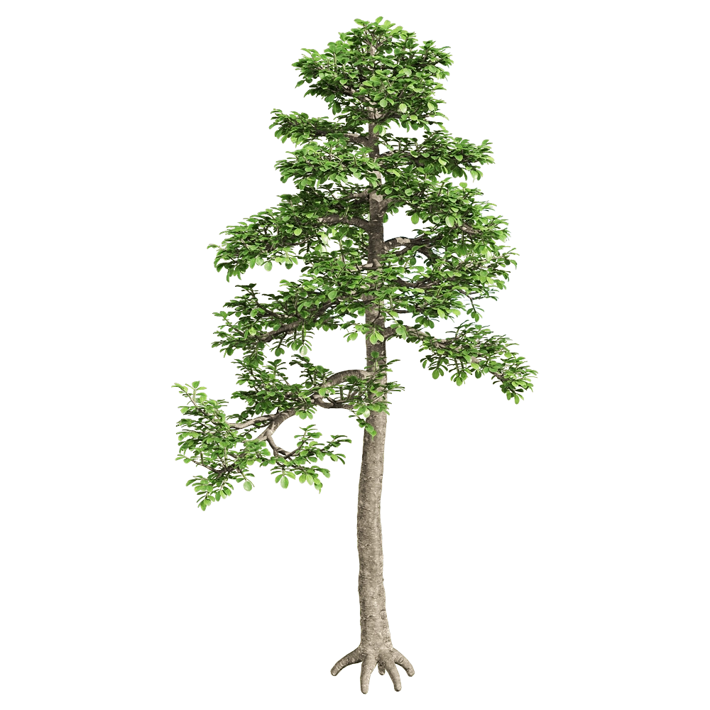 decoration – Zanthoxylum piperitum 2 3D Model decoration – Zanthoxylum piperitum 2 3D Model