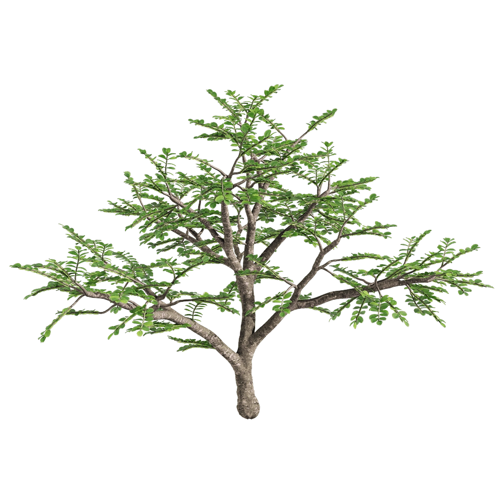 decoration – Zanthoxylum piperitum 3 3D Model decoration – Zanthoxylum piperitum 3 3D Model