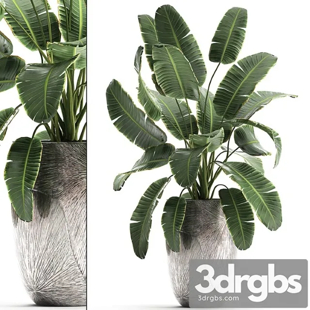 Decorative banana palm is an exotic strelitzia plant in a luxury pot luxury. set 794. Decorative banana palm is an exotic strelitzia plant in a luxury pot luxury. set 794.