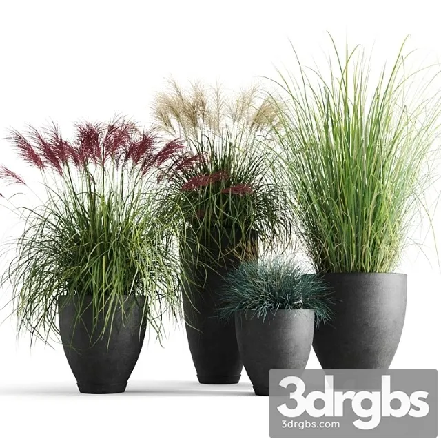 Decorative cereals in pots Decorative cereals in pots