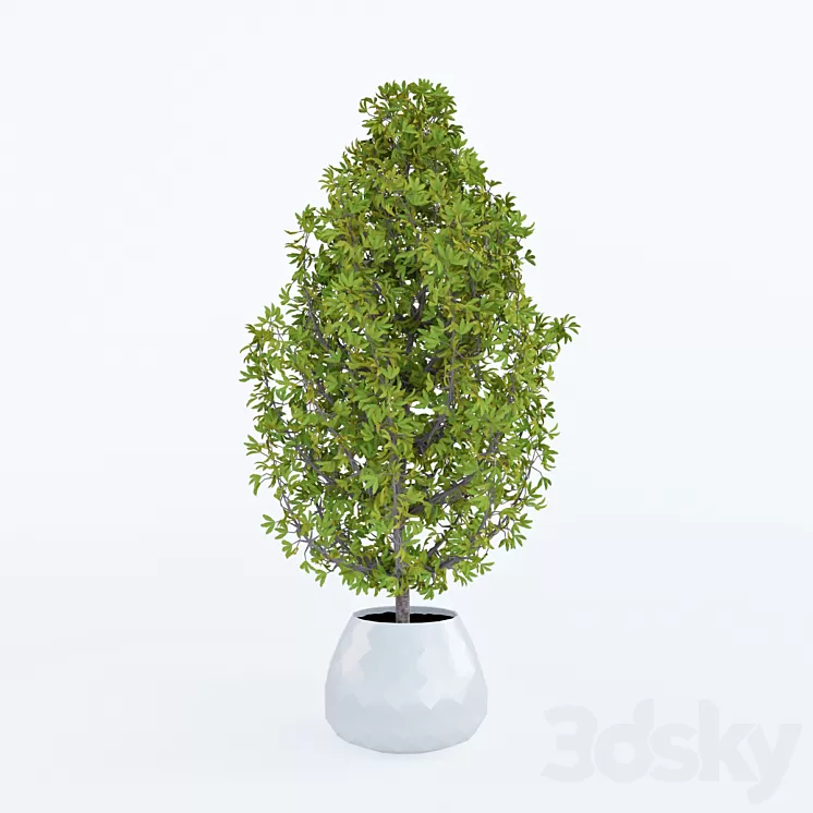 Decorative home plant in a pot 3D Model Decorative home plant in a pot 3D Model