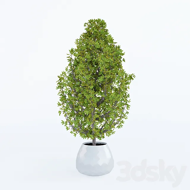 Decorative home plant in a pot 3DModel Decorative home plant in a pot 3DModel
