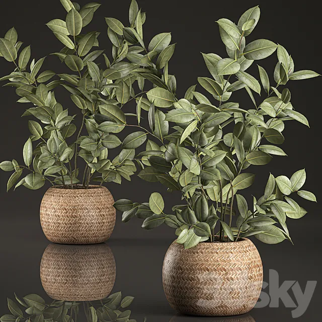 Decorative lush small ficus tree bush in a round rattan basket with rubber-bearing elastic. Set 633. 3D Model