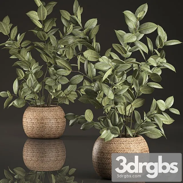 Decorative lush small ficus tree bush in a round rattan basket with rubber-bearing, elastic. set 633. Decorative lush small ficus tree bush in a round rattan basket with rubber-bearing, elastic. set 633.