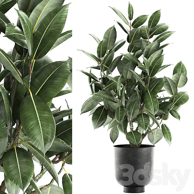 Decorative lush small tree with leaves in a black pot Ficus rubberiferous robusta elastic . 852. 3D Model