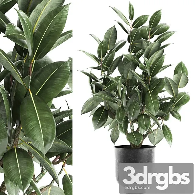 Decorative lush small tree with leaves in a black pot ficus rubberiferous, robusta, elastic . 852. Decorative lush small tree with leaves in a black pot ficus rubberiferous, robusta, elastic . 852.