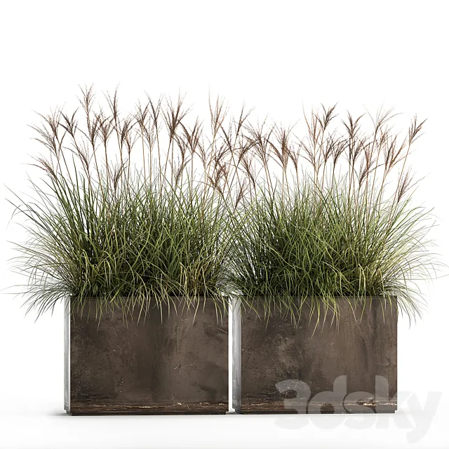 Decorative Miscanthus bushes in a rusty metal outdoor pot veinik fan. Set 933. 3D Model Decorative Miscanthus bushes in a rusty metal outdoor pot veinik fan. Set 933. 3D Model