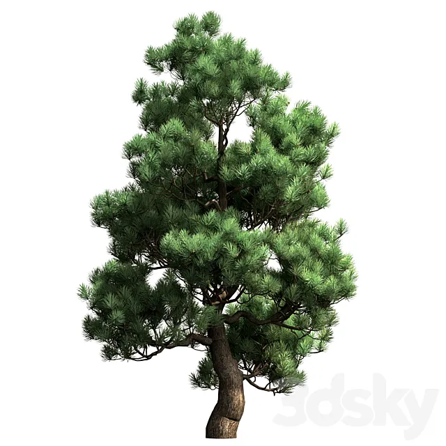 Decorative pine v2 3D Model