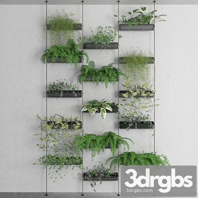 Decorative plants Decorative plants