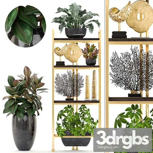 Decorative set. 4. shelf with flowers gold coral ficus pot rack decor schefflera luxury ficus abidjan 3D Model Download Decorative set. 4. shelf with flowers gold coral ficus pot rack decor schefflera luxury ficus abidjan 3D Model Download