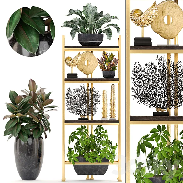 Decorative set. 4. Shelf with flowers. gold. coral. Ficus. pot. Rack. decor. Schefflera. luxury. ficus abidjan 3DModel