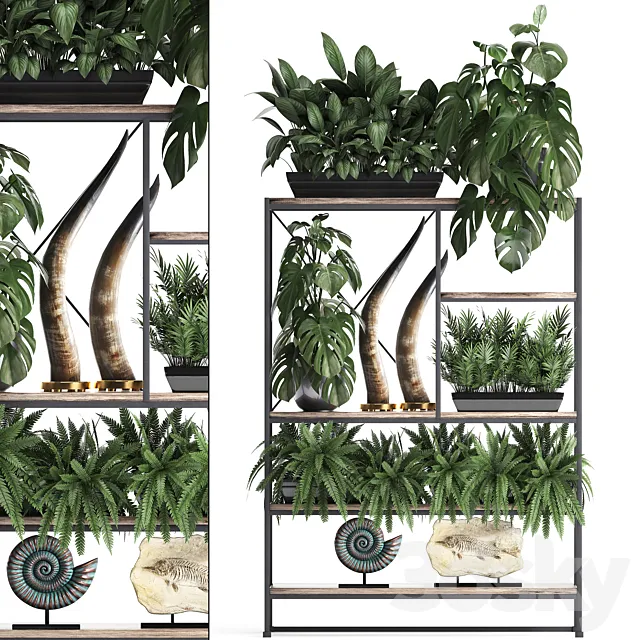 Decorative set modern wooden shelf with flowers in pots with monstera fern tusk ammonite statuette. 10 3D Model