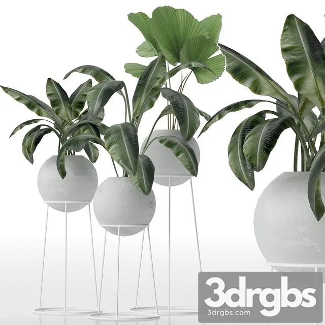 Decorative Set of Plants 3D Model Download