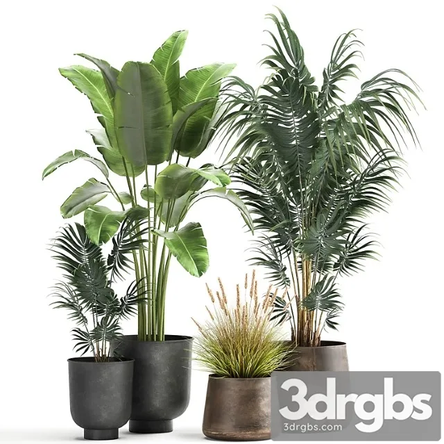 Decorative small banana palm in a metal pot strelitzia, howea. set 964. Decorative small banana palm in a metal pot strelitzia, howea. set 964.