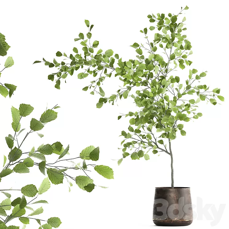 Decorative small Linden tree Hazel in a rusty metal pot. Set 953. 3D Model