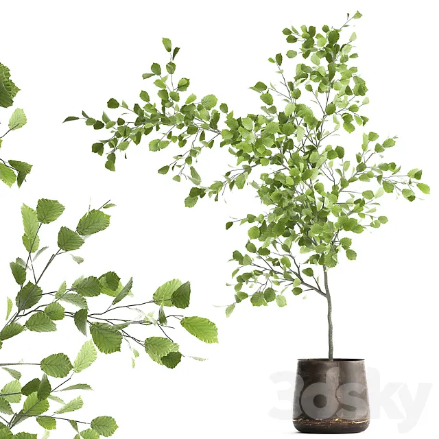 Decorative small Linden tree. Hazel in a rusty metal pot. Set 953. 3DModel