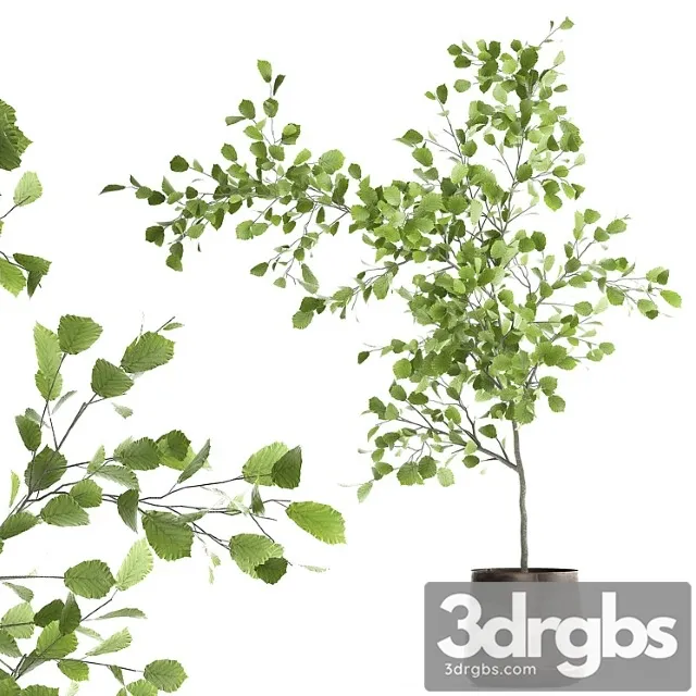 Decorative small linden tree, hazel in a rusty metal pot. set 953. Decorative small linden tree, hazel in a rusty metal pot. set 953.