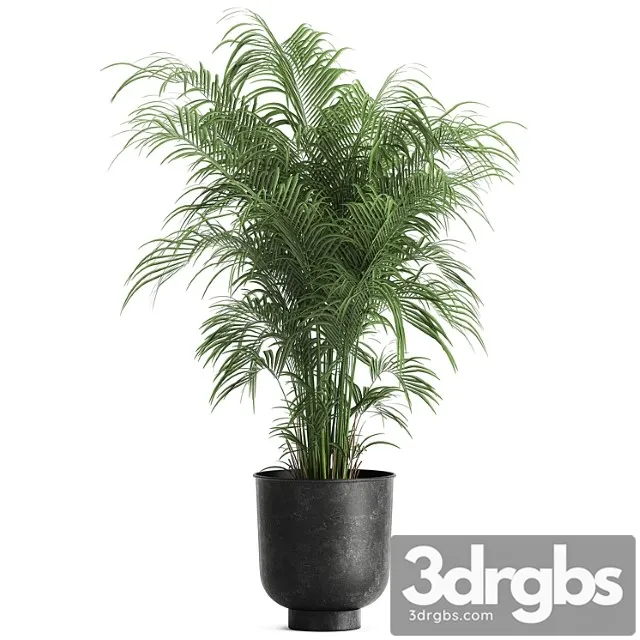 Decorative Small Lush Palm Tree in a Black Metal Pot Howea Forsteriana Kentia 900 3D Model Download