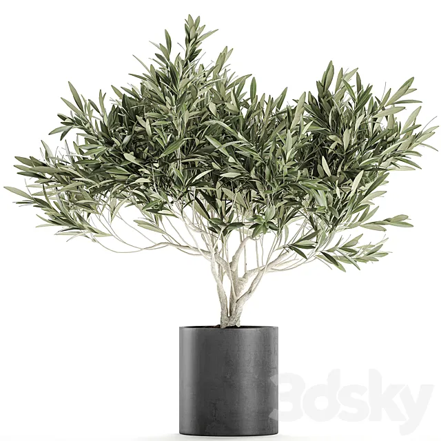 Decorative small olive tree in a black concrete pot. topiary. Set 732. 3DModel