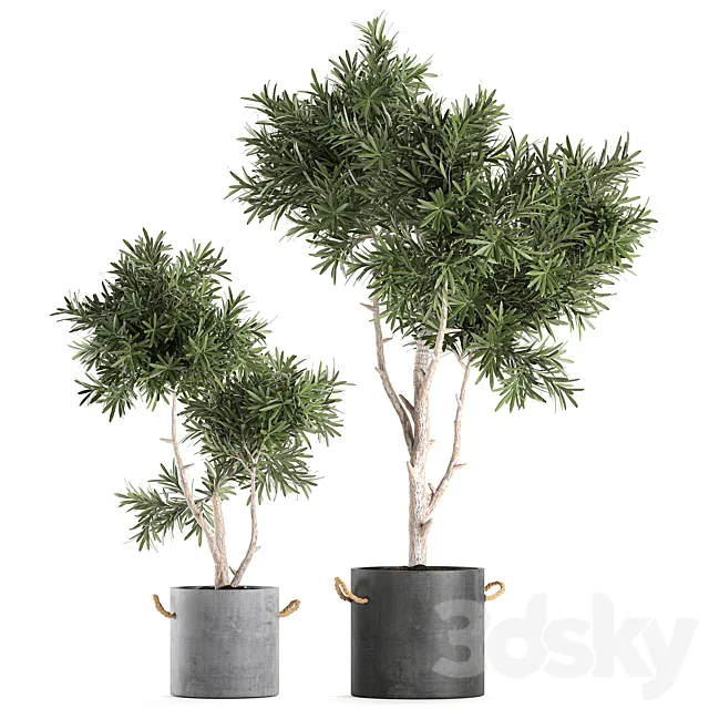 Decorative small tree in a black concrete pot. topiary. Set 741. 3DModel