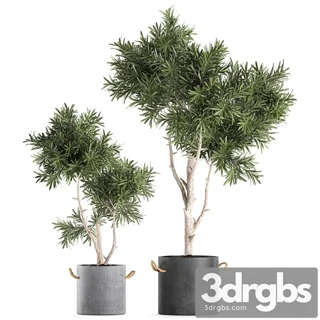 Decorative small tree in a black concrete pot, topiary. set 741. Decorative small tree in a black concrete pot, topiary. set 741.