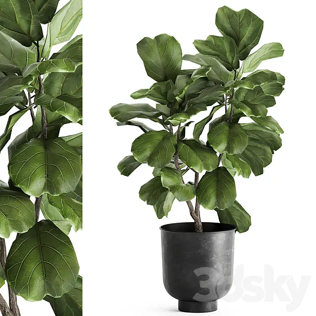 Decorative small tree in a black metal pot with Ficus lyrata. 878. 3D Model
