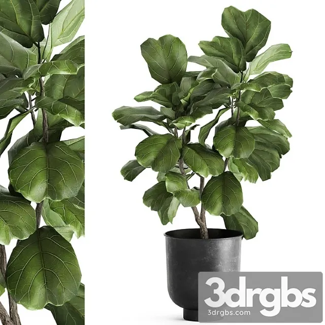 Decorative small tree in a black metal pot with ficus lyrata. 878. Decorative small tree in a black metal pot with ficus lyrata. 878.