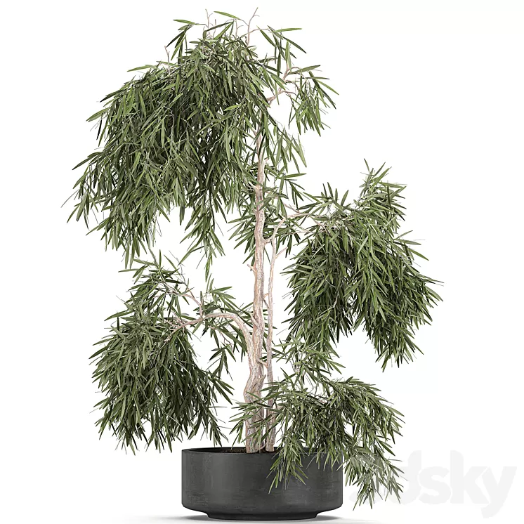 Decorative small weeping olive tree in a black concrete pot topiary. Set 733. 3D Model Decorative small weeping olive tree in a black concrete pot topiary. Set 733. 3D Model