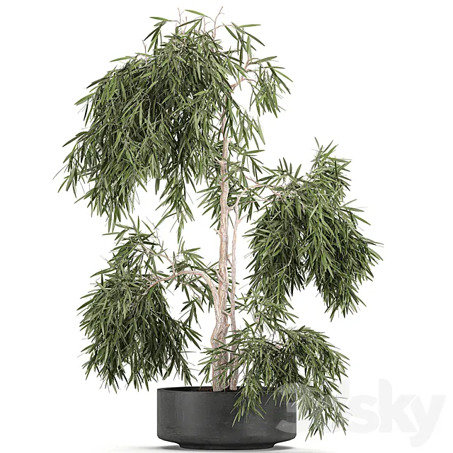 Decorative small weeping olive tree in a black concrete pot. topiary. Set 733. 3DModel
