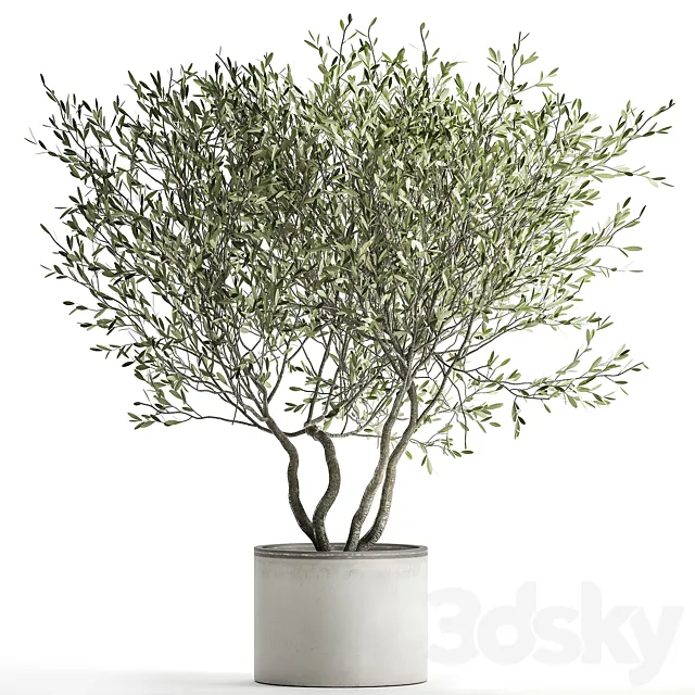 Decorative tree small Olive topiary in a white pot and flowerpot. 970. 3D Model Decorative tree small Olive topiary in a white pot and flowerpot. 970. 3D Model