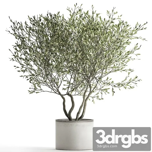 Decorative tree small olive topiary in a white pot and flowerpot. 970. Decorative tree small olive topiary in a white pot and flowerpot. 970.