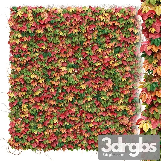 Decorative wall of autumn leaves of grapes Decorative wall of autumn leaves of grapes