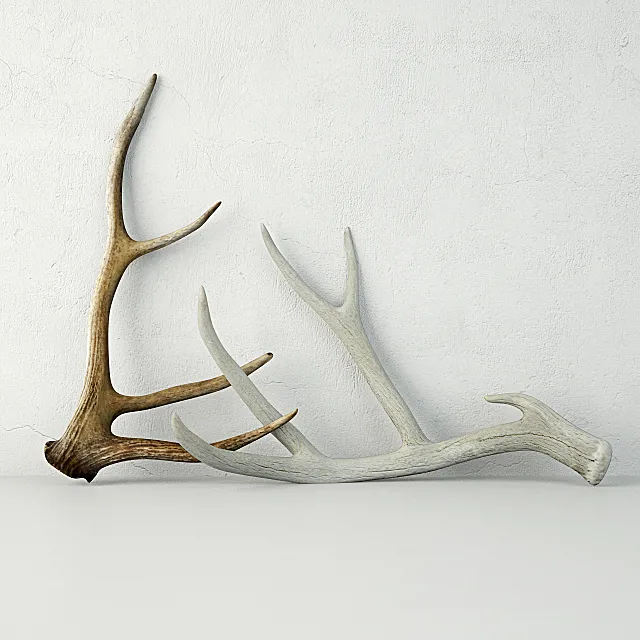 Deer Antlers 3D Model Deer Antlers 3D Model