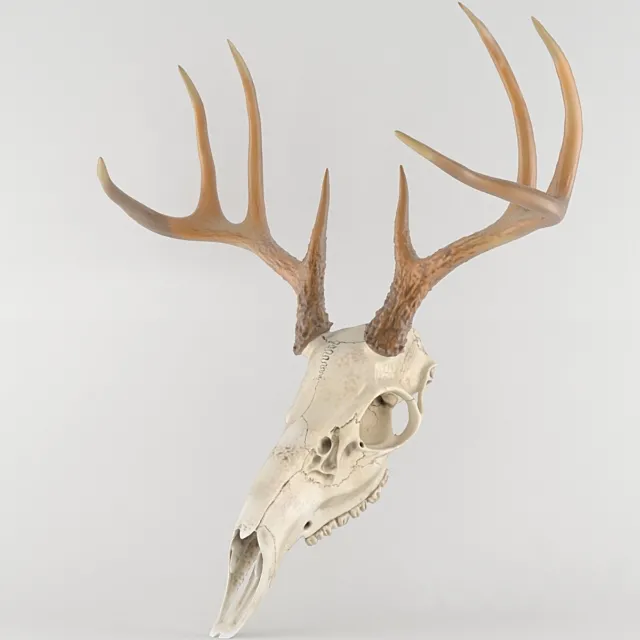 Deer deer skull scull 3D Model Deer deer skull scull 3D Model