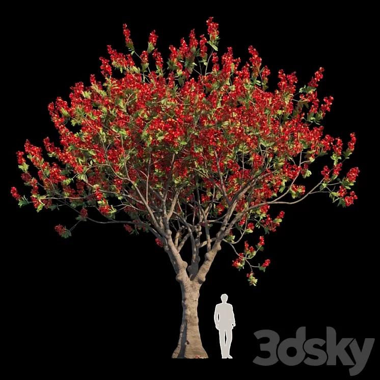 Delonix Regia | Flamboyant 3D Model