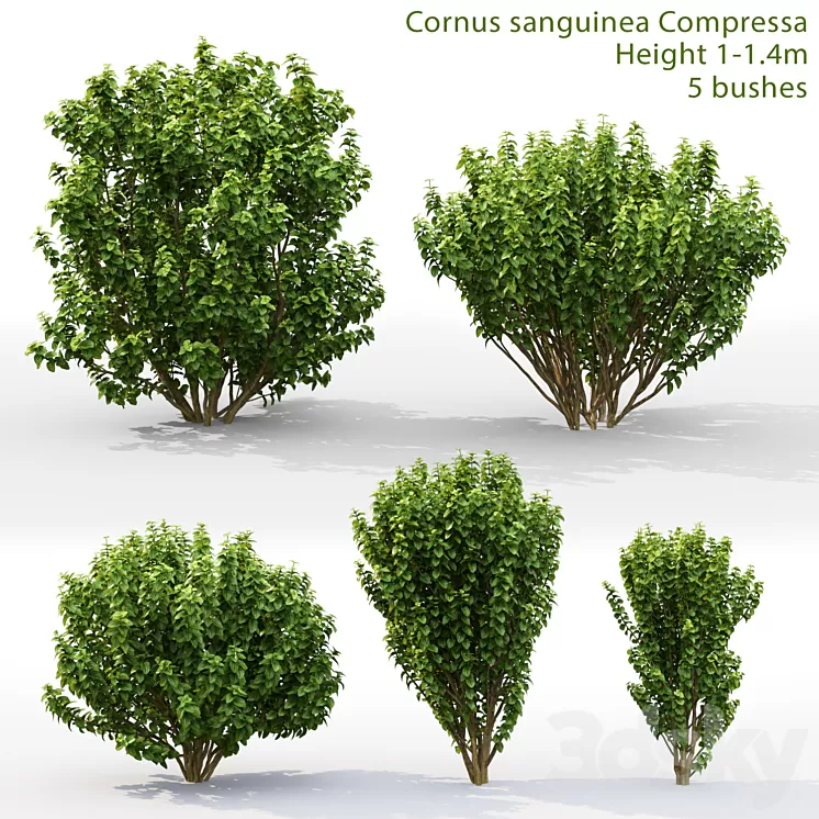 Derain Compress | Cornus sanguinea Compressa # 1 3D Model