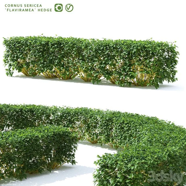 Derain hedge Cornus sericea Flaviramea 3D Model