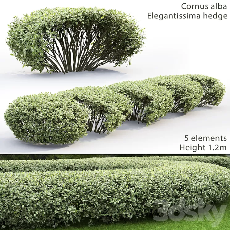 Derain white Elegantissima | Cornus Alba Elegantissima hedge # 1 3D Model Derain white Elegantissima | Cornus Alba Elegantissima hedge # 1 3D Model