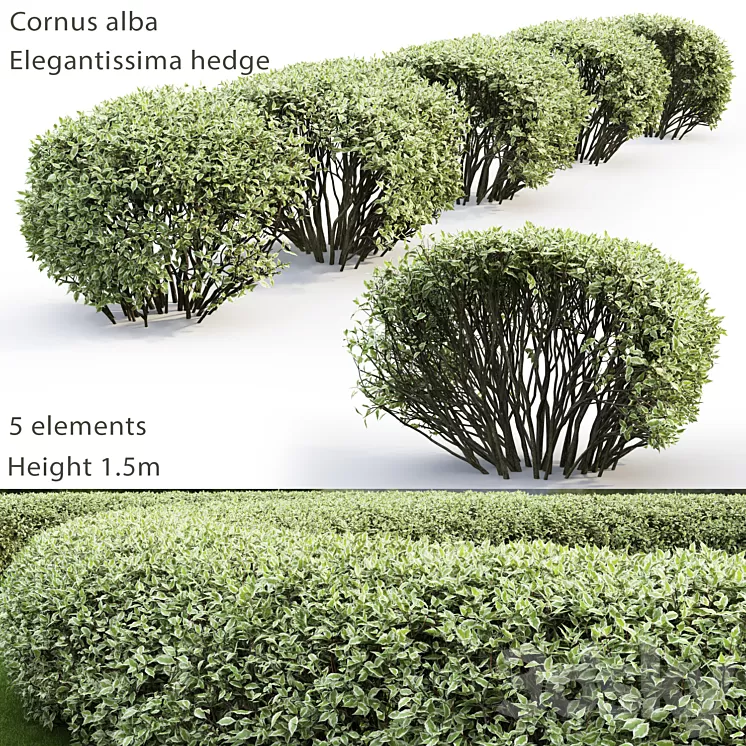 Derain white Elegantissima | Cornus Alba Elegantissima hedge # 2 3D Model Derain white Elegantissima | Cornus Alba Elegantissima hedge # 2 3D Model
