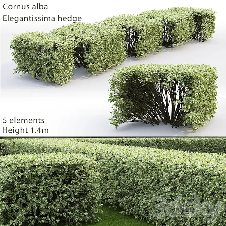 Derain white Elegantissima | Cornus Alba Elegantissima hedge # 3 3D Model Derain white Elegantissima | Cornus Alba Elegantissima hedge # 3 3D Model