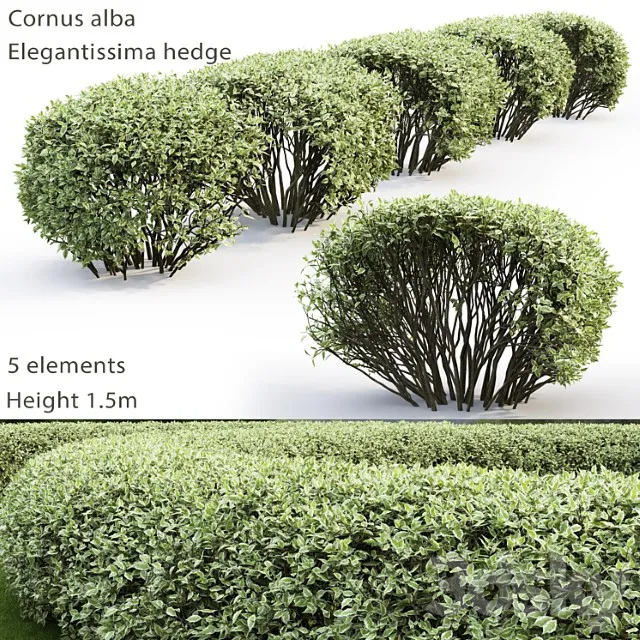 Deren Belyi Elegantissima Cornus Alba Elegantissima Hedge 2 3D Model Download