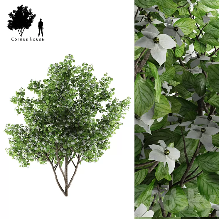 Deren souse tapeworm | Cornus kousa 3D Model