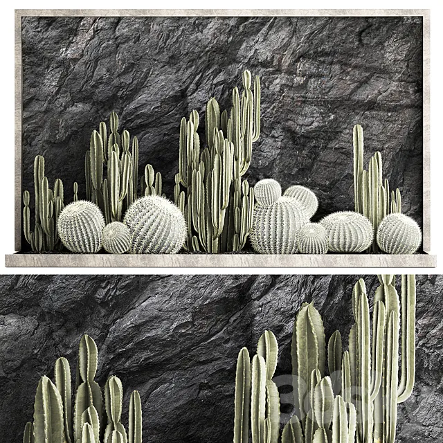 Desert plants cacti with wall rock black pebbles cereus echinocactus Barrel cactus. Plant collection 1279 3D Model